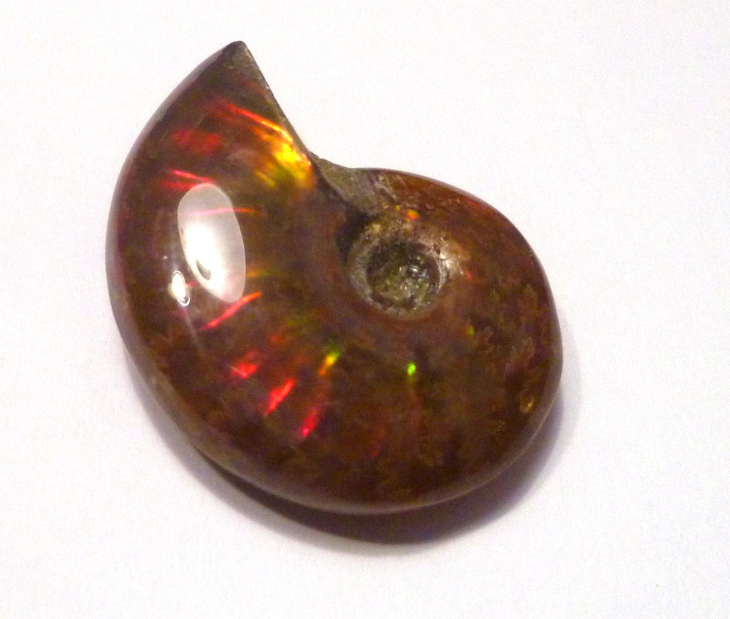 30mm Red GEM QUALITY AMMONITE FOSSIL 100 million Years Madagascar 48cts