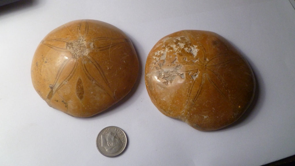 LOT OF 2 Clypeasteroid Fossil Star Sand dollar 2 & 5/8"