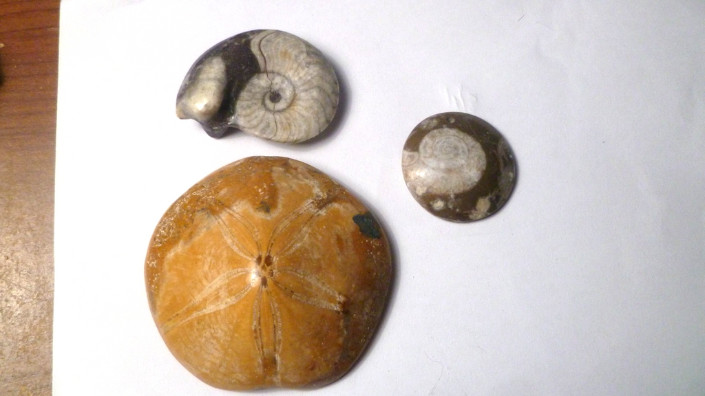 NICE lot of THREE fossils Ammonites and Sand Dollar