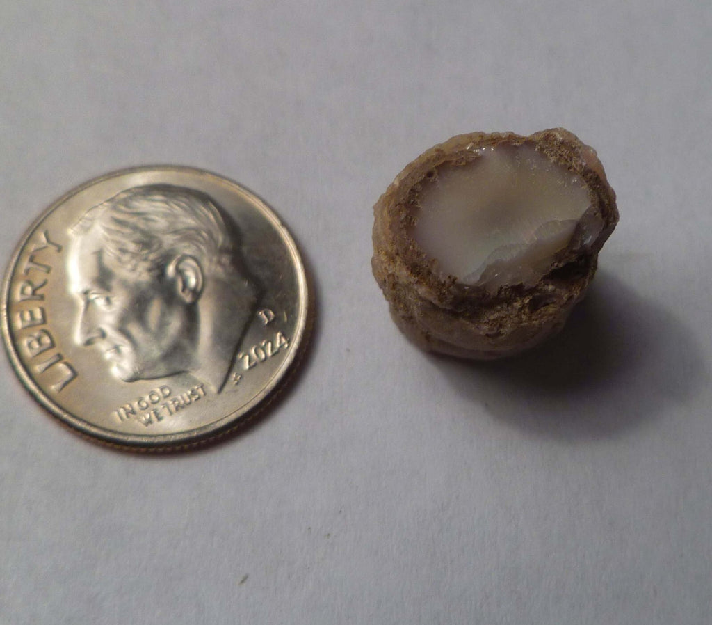 Virgin Valley WHITE PINK Opal Petrified Wood Log Nevada 10 cts