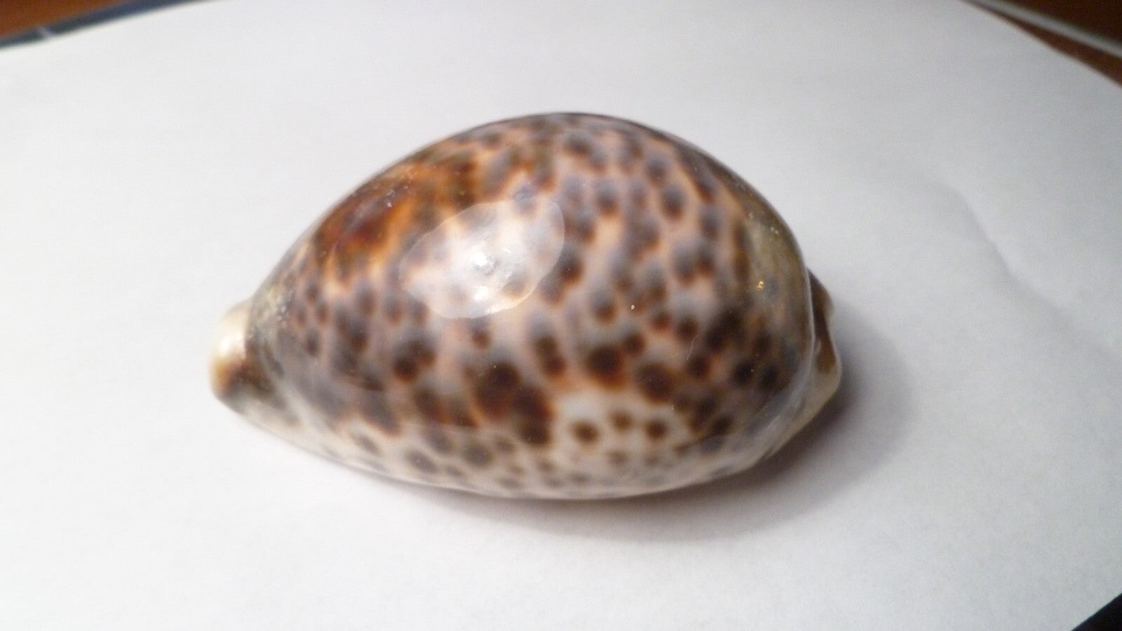 Vintage Beautiful Tiger Cowrie Cypraea Tigris Leopard Pattern Seashell  3.5”