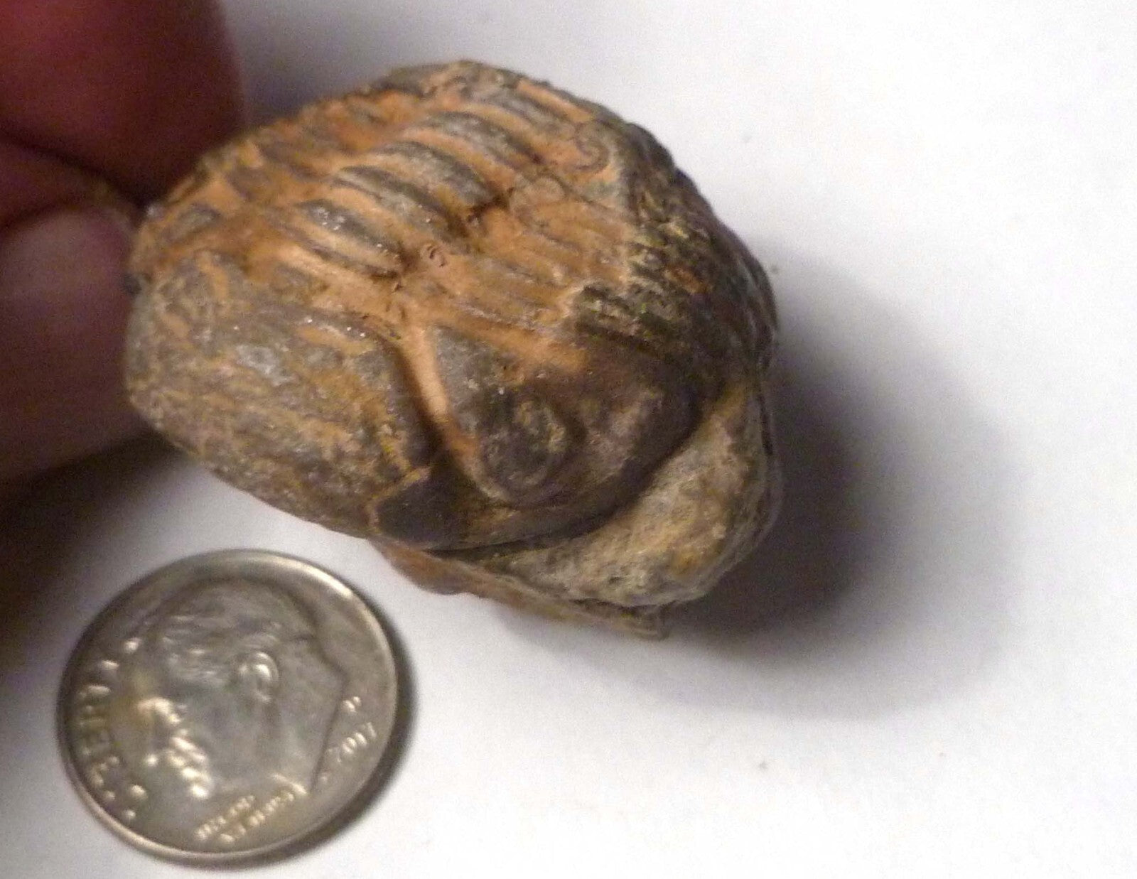 400 Million Year Old Trilobite Fossil, from Morocco 37mm