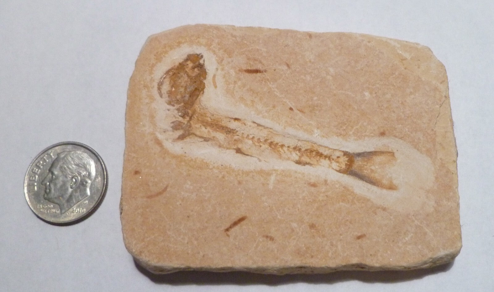 Beautiful 2 & 3/4" DETAILED Dastilbe FOSSIL FISH PLATE Brazil