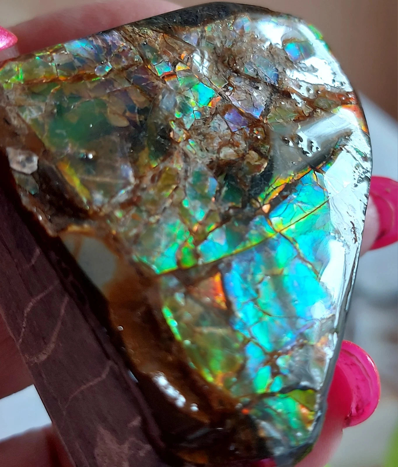 54x52x27mm  AMMOLITE Blue  Multi Color gemstone Canada Ammonite