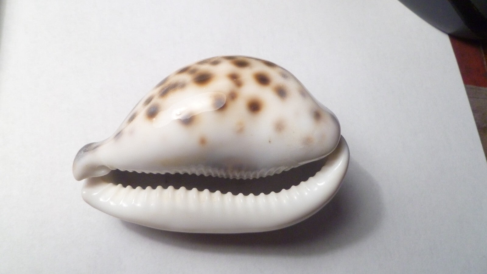 Vintage Beautiful Tiger Cowrie Cypraea Tigris Leopard Pattern Seashell  3.25”
