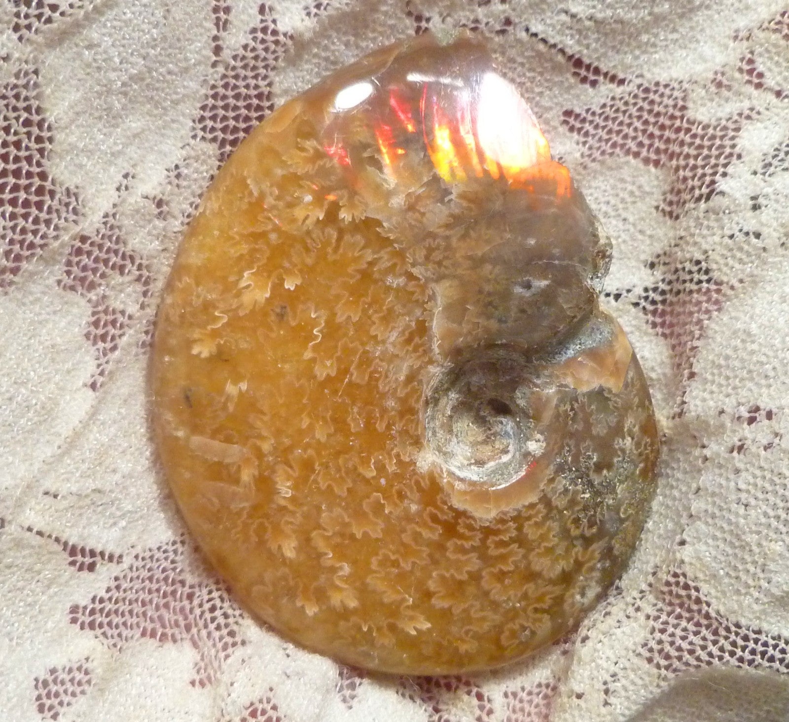 49mm Green Red Polished AMMONITE FOSSIL 100 million Years Madagascar 171cts