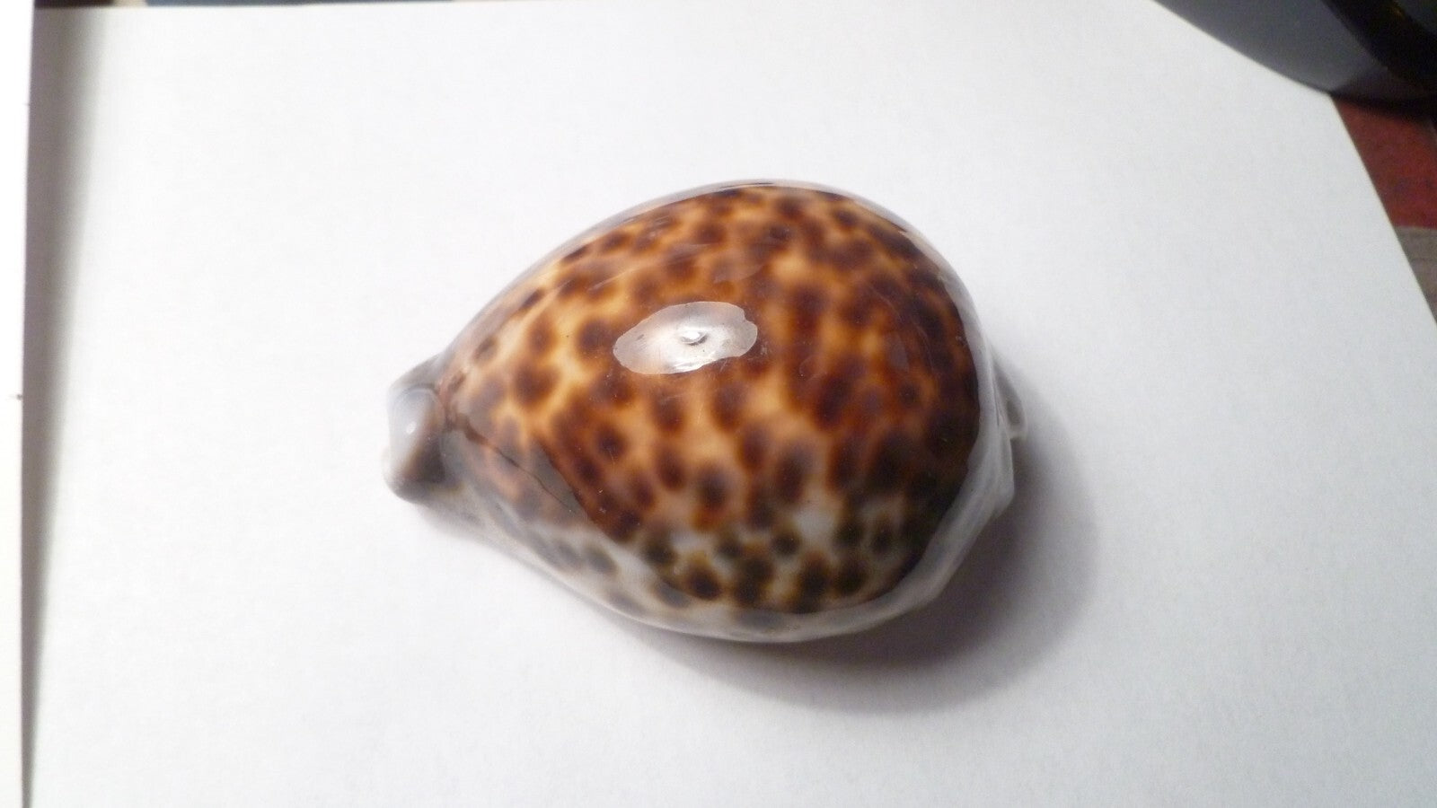Vintage Beautiful Tiger Cowrie Cypraea Tigris Leopard Pattern Seashell  3.25”