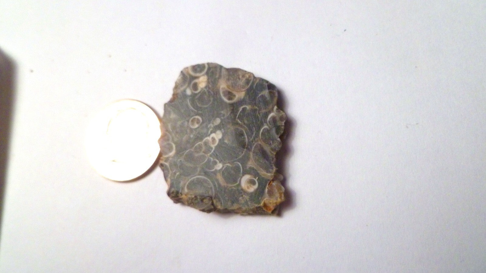 Ancient Sea Floor Slab Shell Fossils Agate 4 Cabochons Collection 100myo