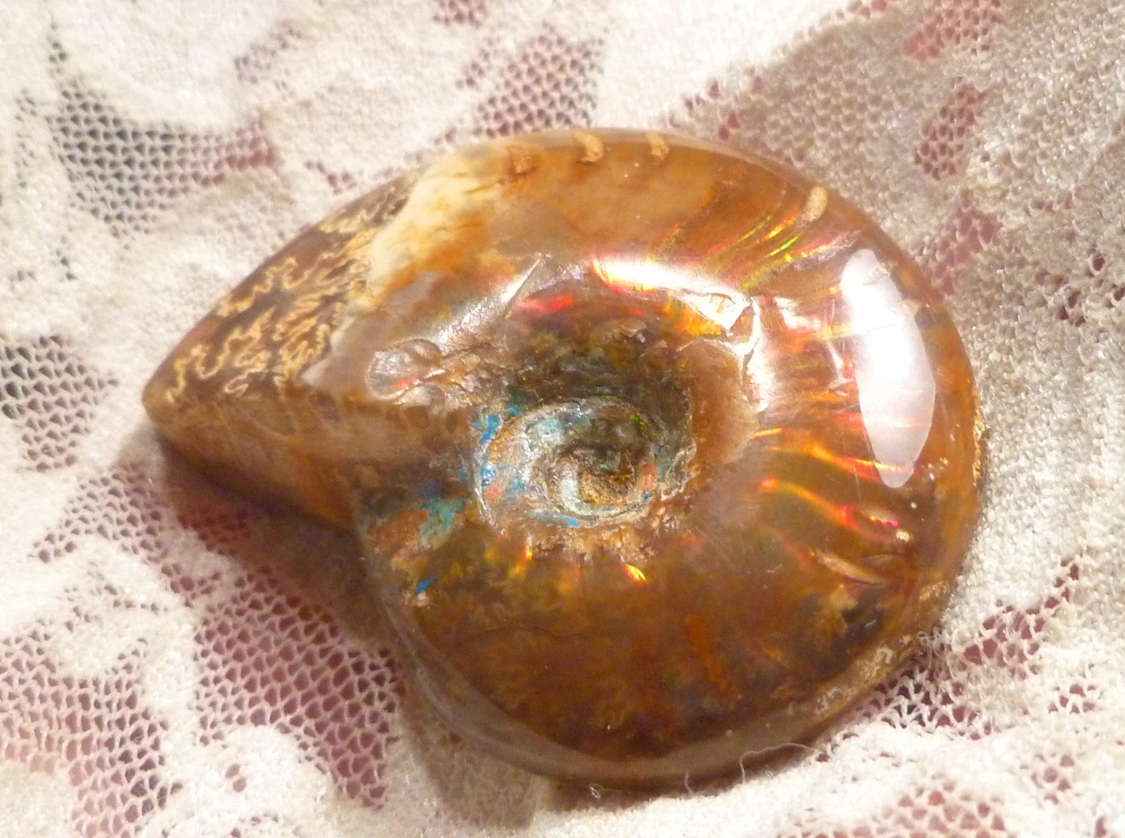 44mm Red QUALITY AMMONITE FOSSIL 100 million Years Madagascar 129.4cts
