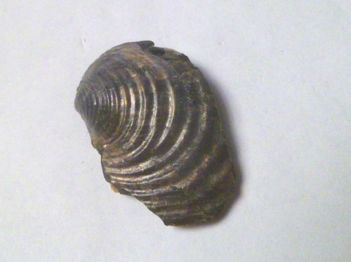 1.75" Iridescent Partial Clam Fossil South Dakota Very Rare