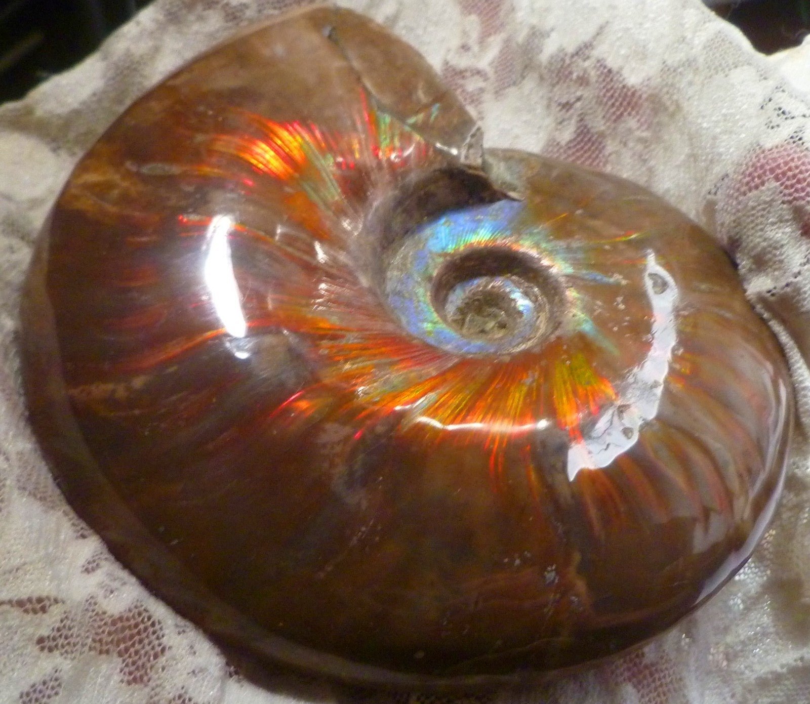 4.6" Red BLUE CENTER AMMONITE FOSSIL 100 MYO Madagascar OLD STOCK