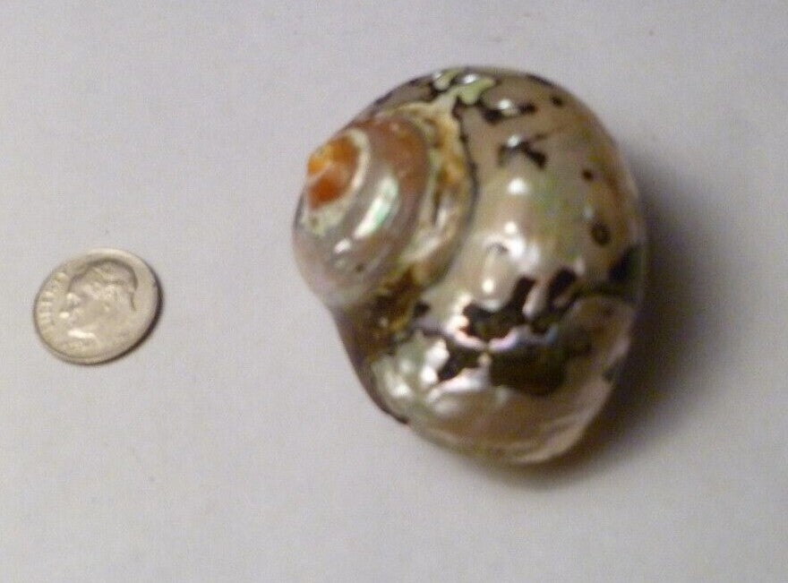 SOUTH AFRICA SARMATICUS TURBO SEA SHELL HERMIT CRAB  2 1/8" Beach decor