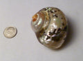 SOUTH AFRICA SARMATICUS TURBO SEA SHELL HERMIT CRAB  2 1/8" Beach decor
