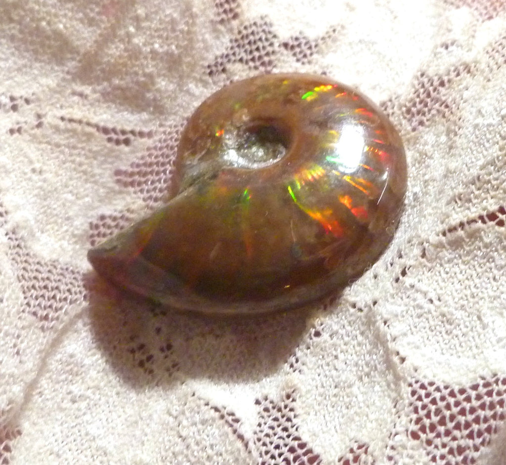 30mm Red GEM QUALITY AMMONITE FOSSIL 100 million Years Madagascar 48cts