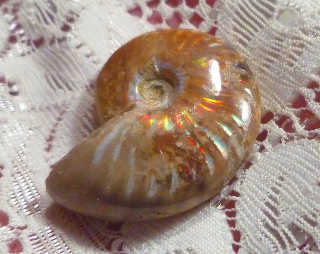 31mm Red Blue GEM QUALITY AMMONITE FOSSIL 100 million Years Madagascar 43cts