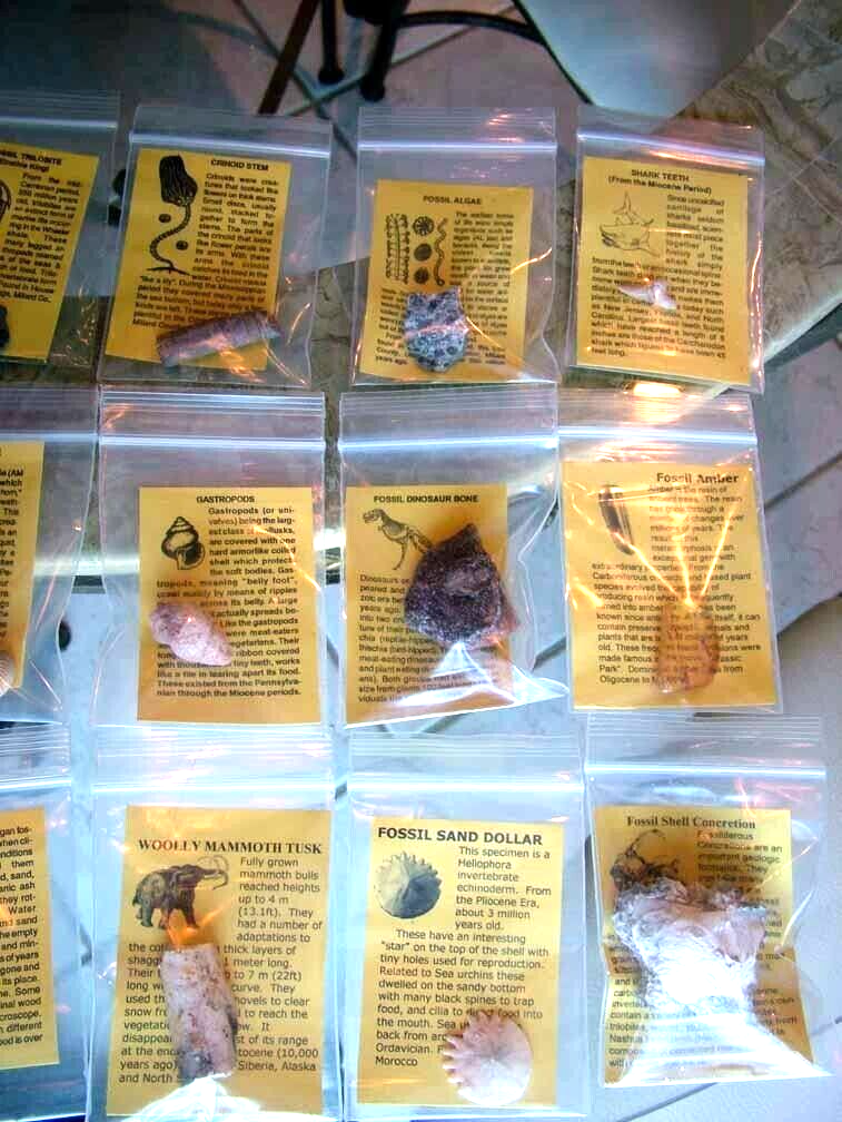 LOT 12 Fossils Trilobite Dinosaur Shark Ammonite Educational Kit