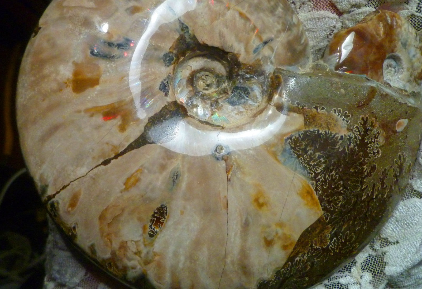 6" Polished AMMONITE FOSSIL W/Smaller in the End 100 MYO Madagascar OLD STOCK