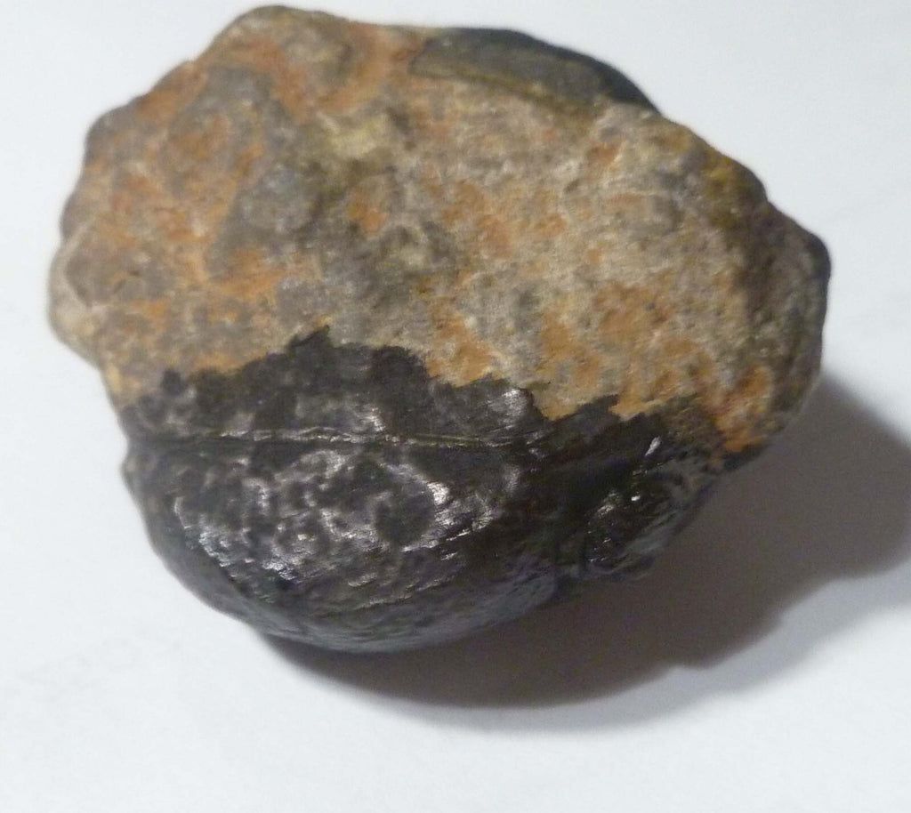 45mm Quality Phacops Trilobite Fossil From The Devonian of Morocco