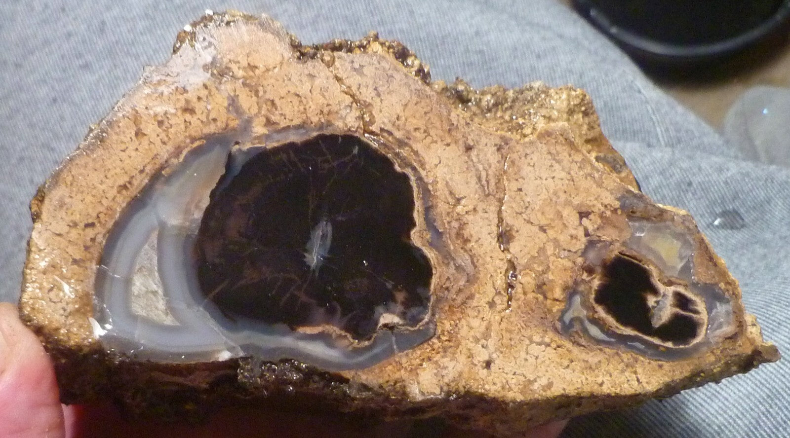 4 1/2" Blue Forest Black Petrified Wood Eocene Age Eden Valley Wyoming 540 grams