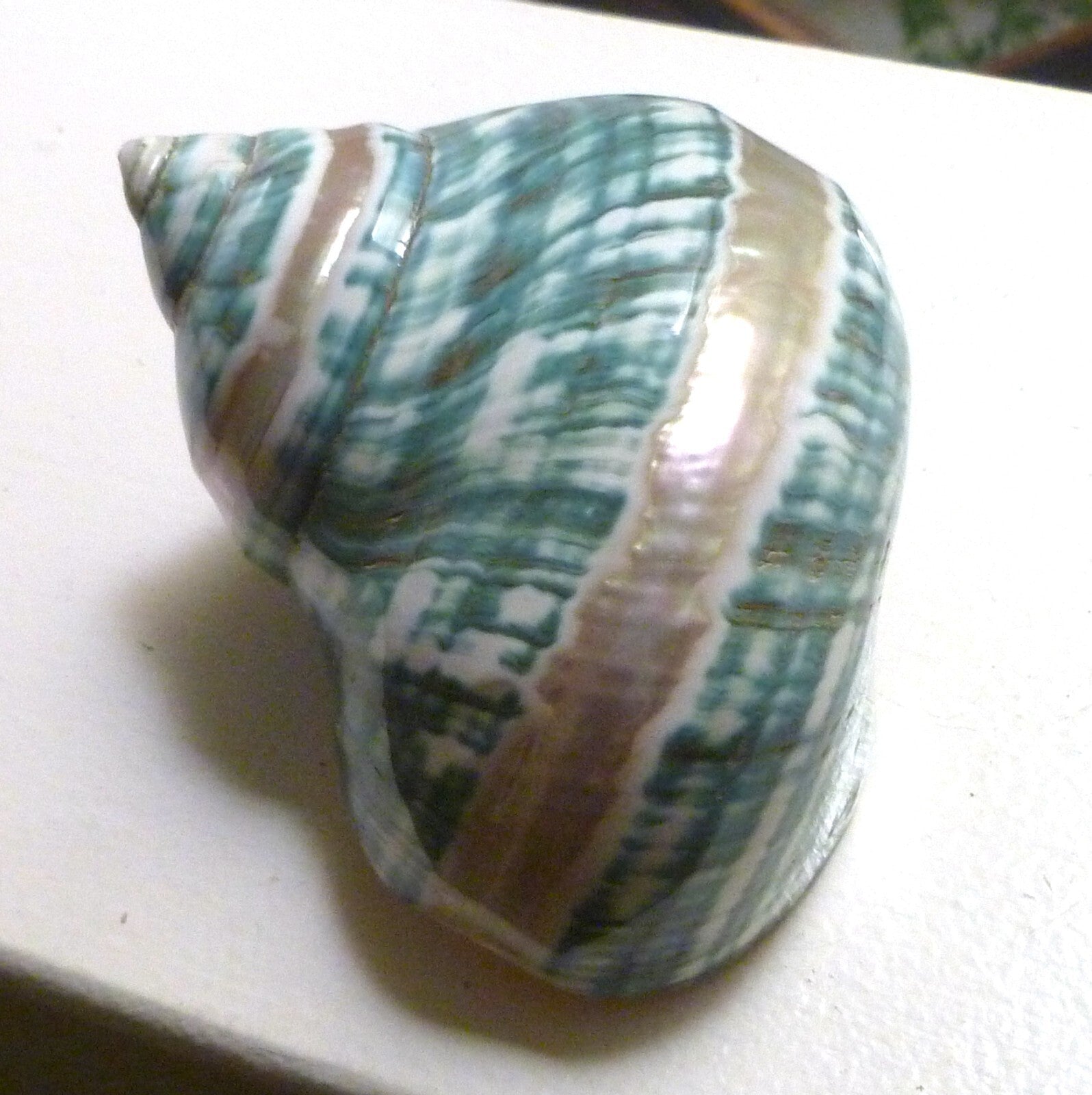 4" Green Banded Turbo Seashell Polished Mother of Pearl Iridescent Home Decor