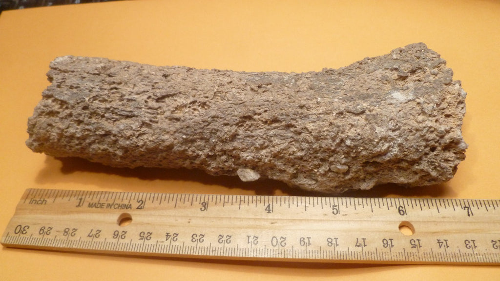 7.25" Fulgurite lightning fused sand ALABAMA Fossil Lightning Museum Piece