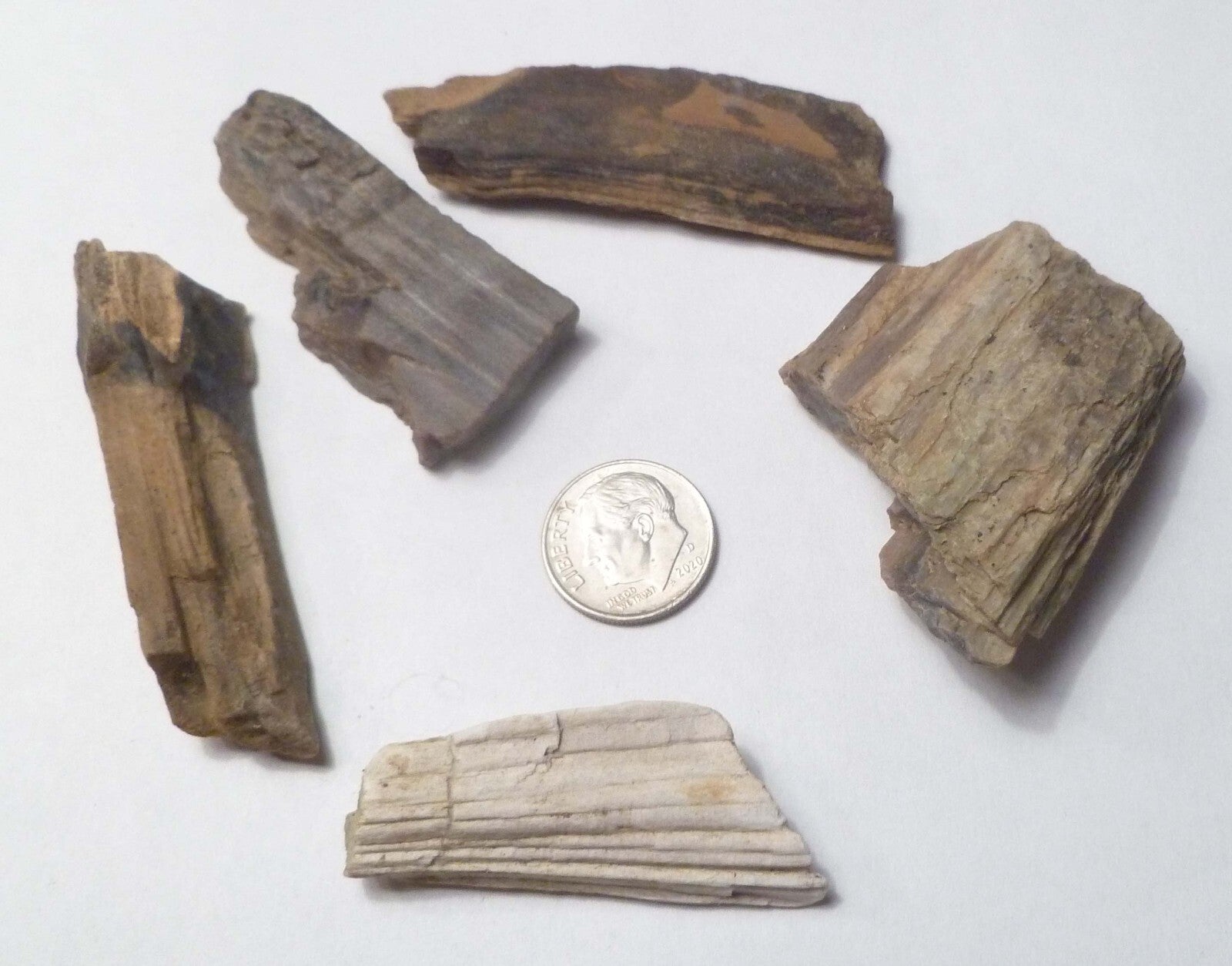 Lot 5 Nice Woodworthia Petrified Wood NE AZ 60 grams