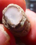 Virgin Valley WHITE PINK Opal Petrified Wood Log Nevada 10 cts