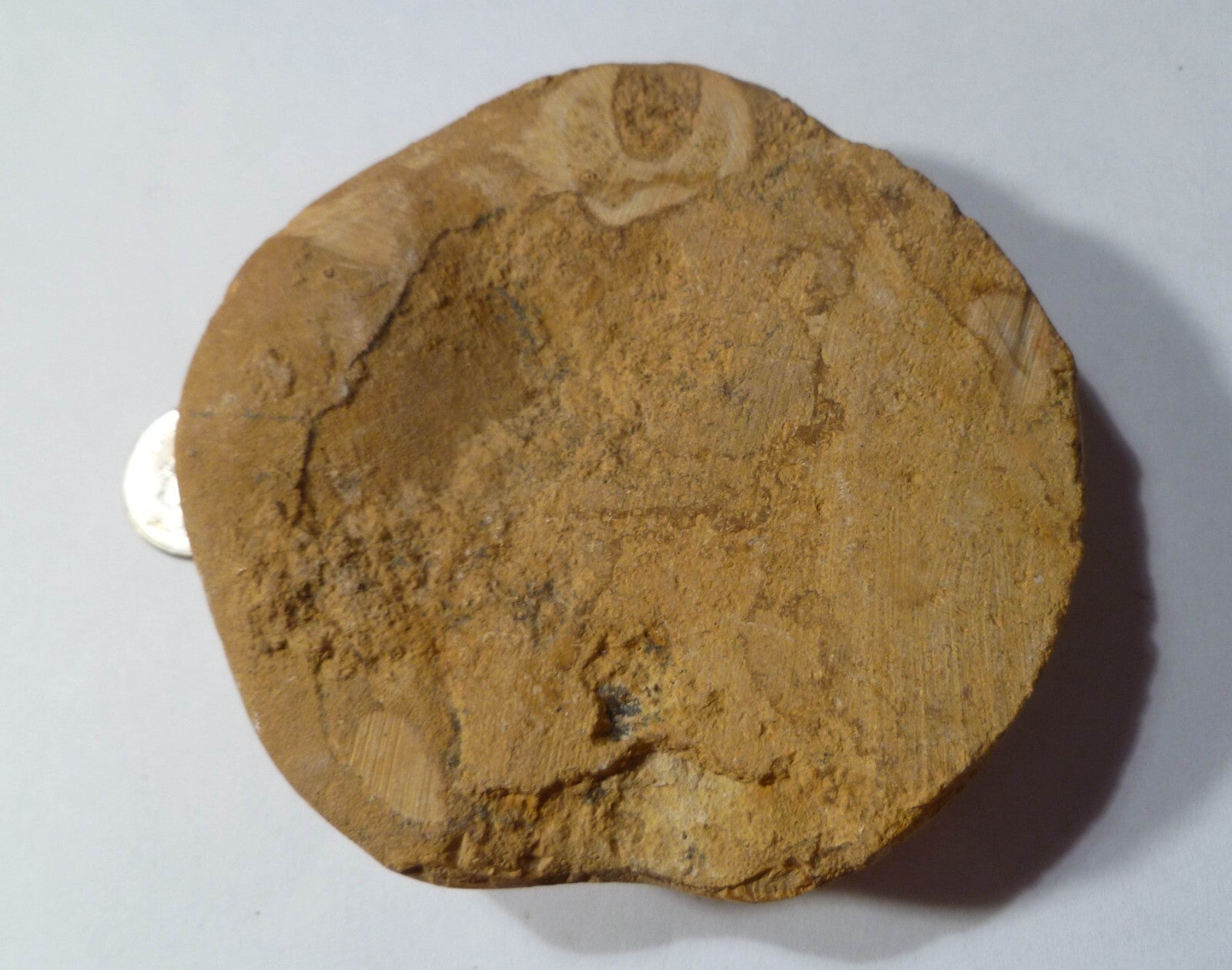 Excellent Clypeasteroid Fossil Perfect Star Sand dollar 3 & 1/8"