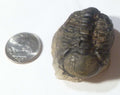 NICE! Quality Phacops Trilobite Fossil From The Devonian of Morocco