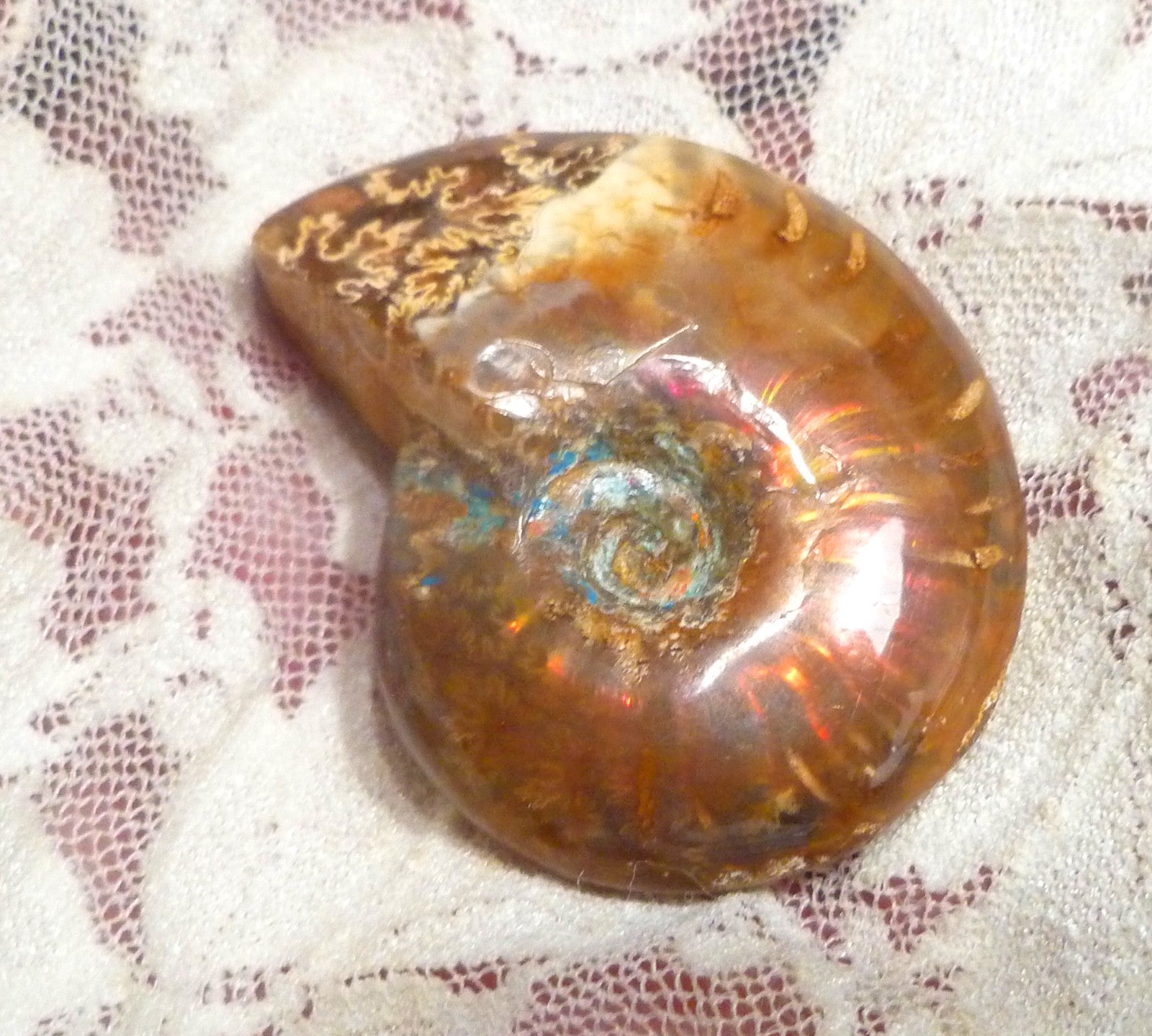 44mm Red QUALITY AMMONITE FOSSIL 100 million Years Madagascar 129.4cts