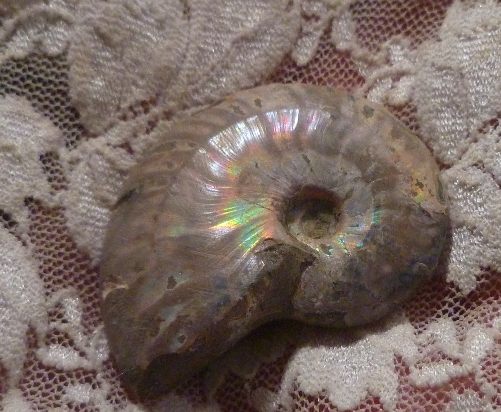 43mm Iridescent AMMONITE FOSSIL Opalized 100 million Years Madagascar