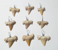 ONE OTODUS TOOTH REAL A+ SHARK FOSSIL PENDANT MEGALODON EXTINCT ANCESTOR RELIC