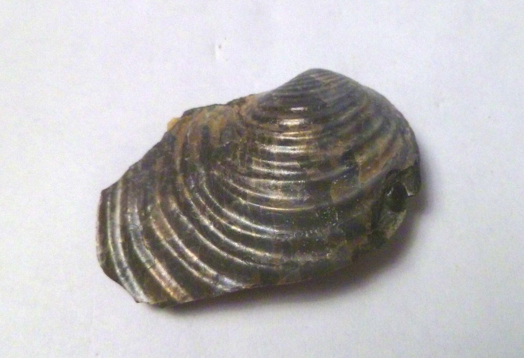 1.75" Iridescent Partial Clam Fossil South Dakota Very Rare