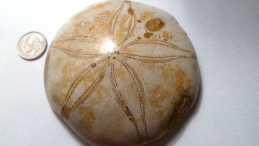Excellent Sand dollar Clypeasteroid Fossil Perfect Polished Star 3 & 1/4"