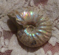 34mm Iridescent AMMONITE FOSSIL Opalized 100 million Years Madagascar