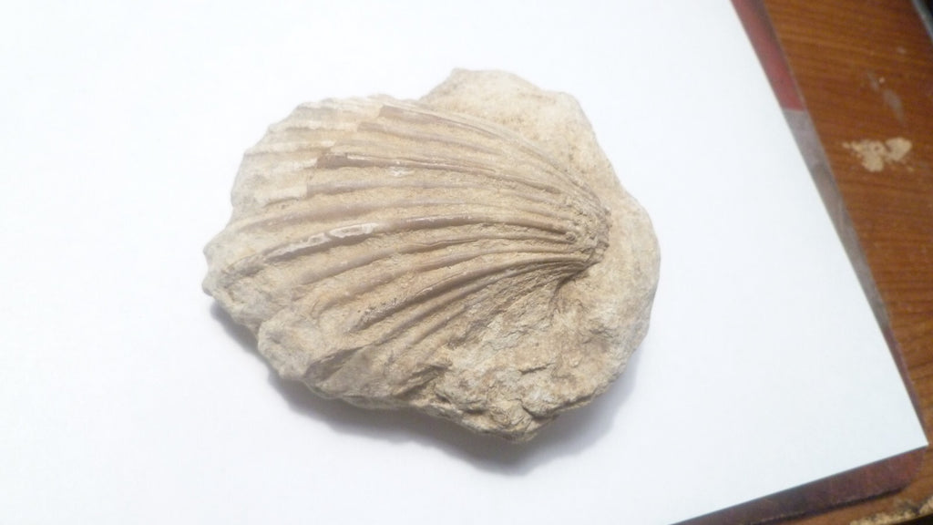 2.75" Clam Fossil South Dakota