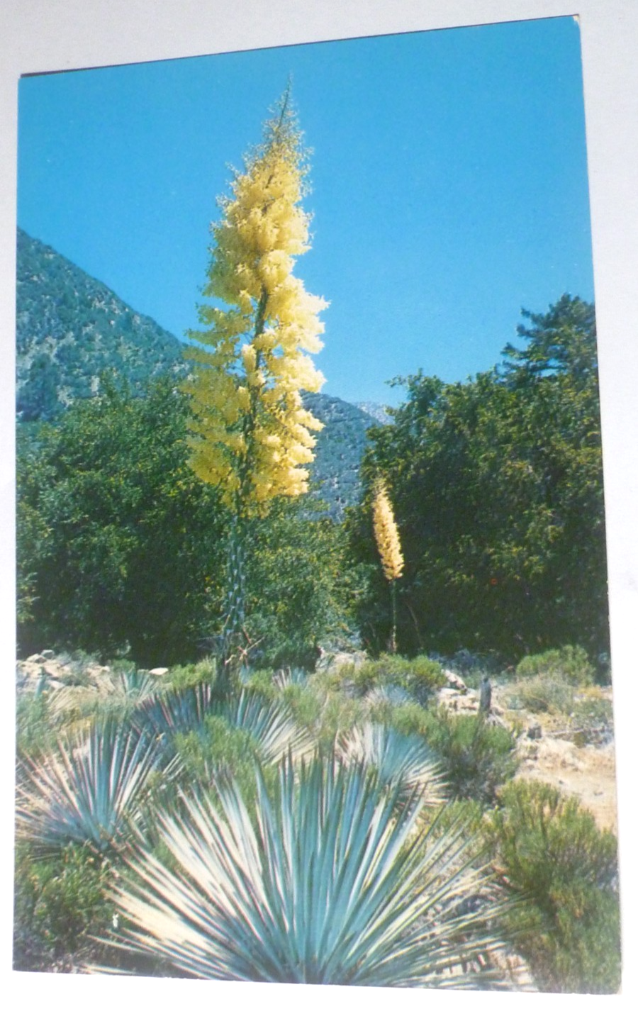 Postcard Native Yucca Road Mount Baldy California USA 1961