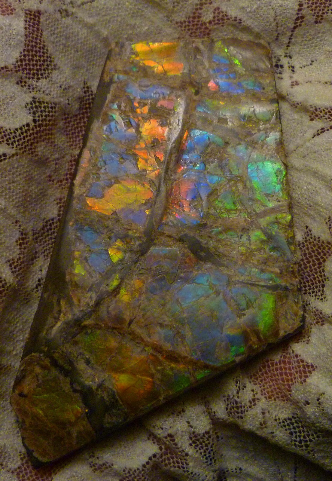 84x52mm Purple, Blue, Green, Red AMMOLITE Ammonite SIX Colors 56.4 grams