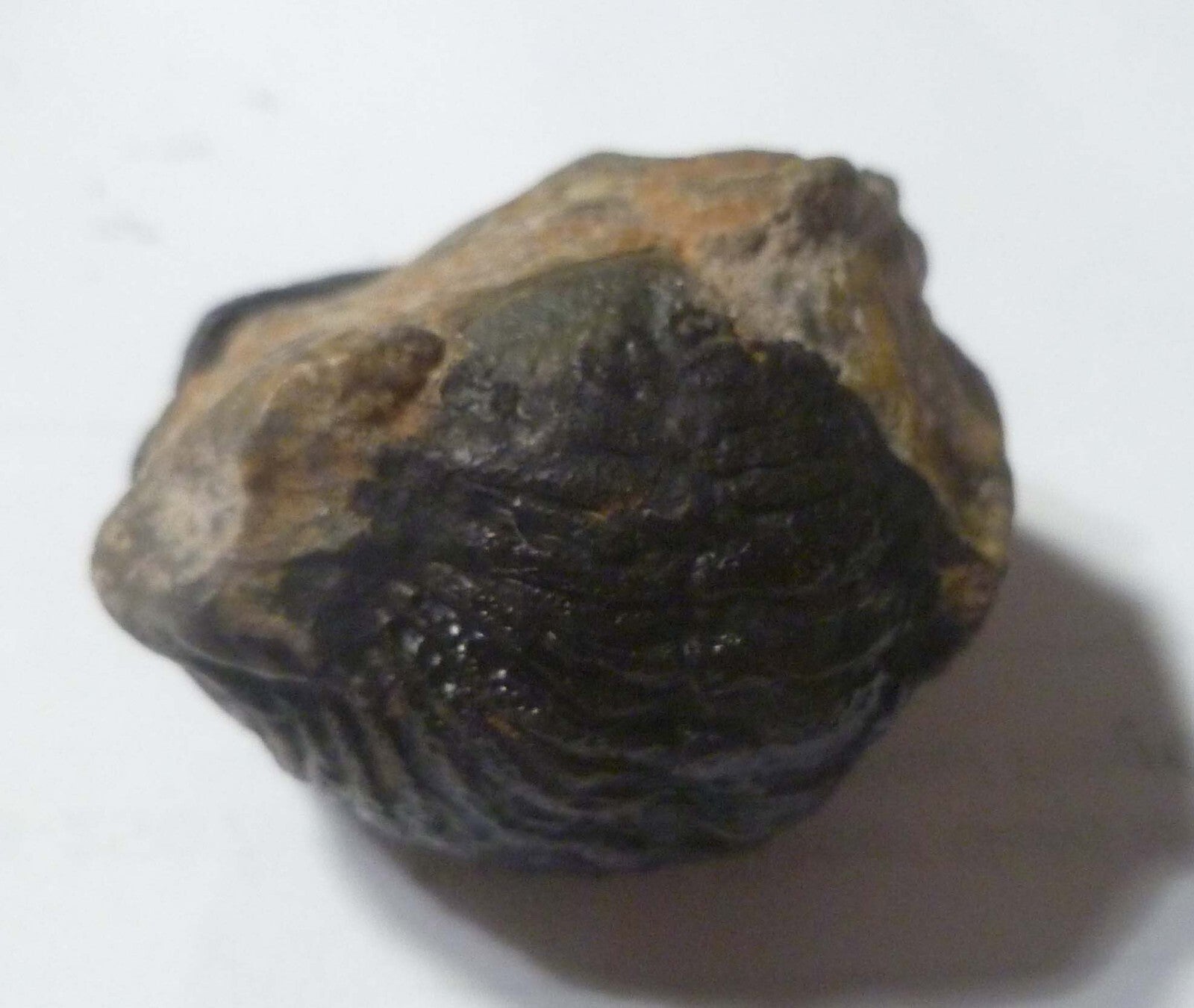 45mm Quality Phacops Trilobite Fossil From The Devonian of Morocco