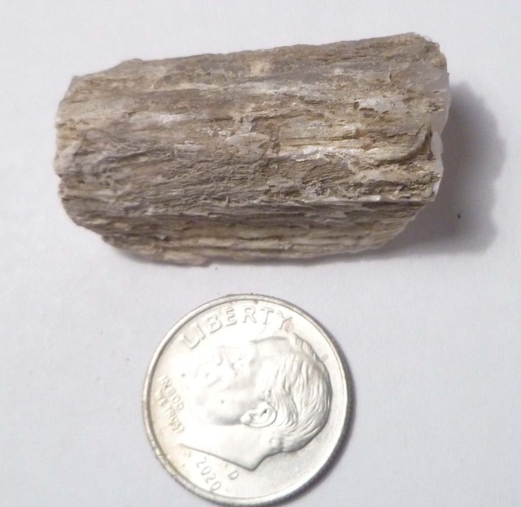 Awesome!  Virgin Valley WHITE Opal Petrified Wood Log Nevada 40 cts
