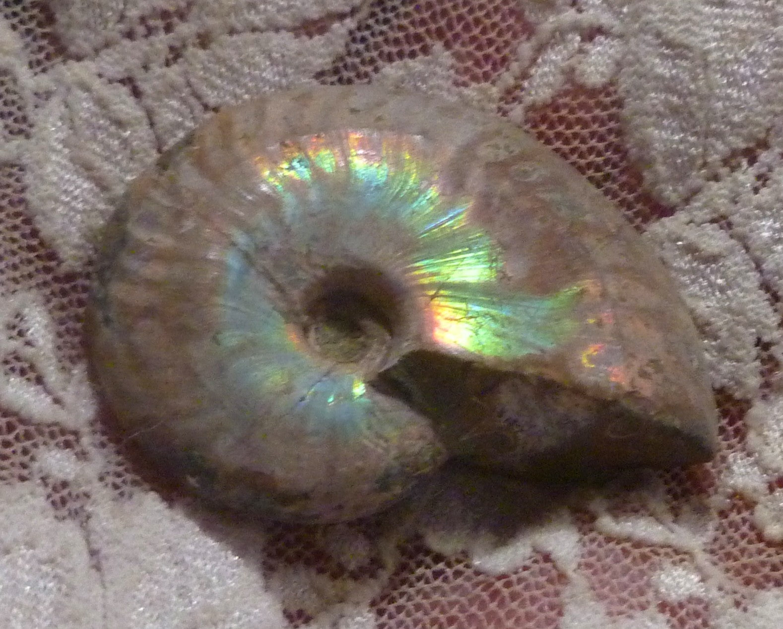 43mm Iridescent AMMONITE FOSSIL Opalized 100 million Years Madagascar
