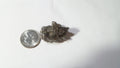 Sikhote Alin METEORITE 18.2 grams Movable parts!  LOL
