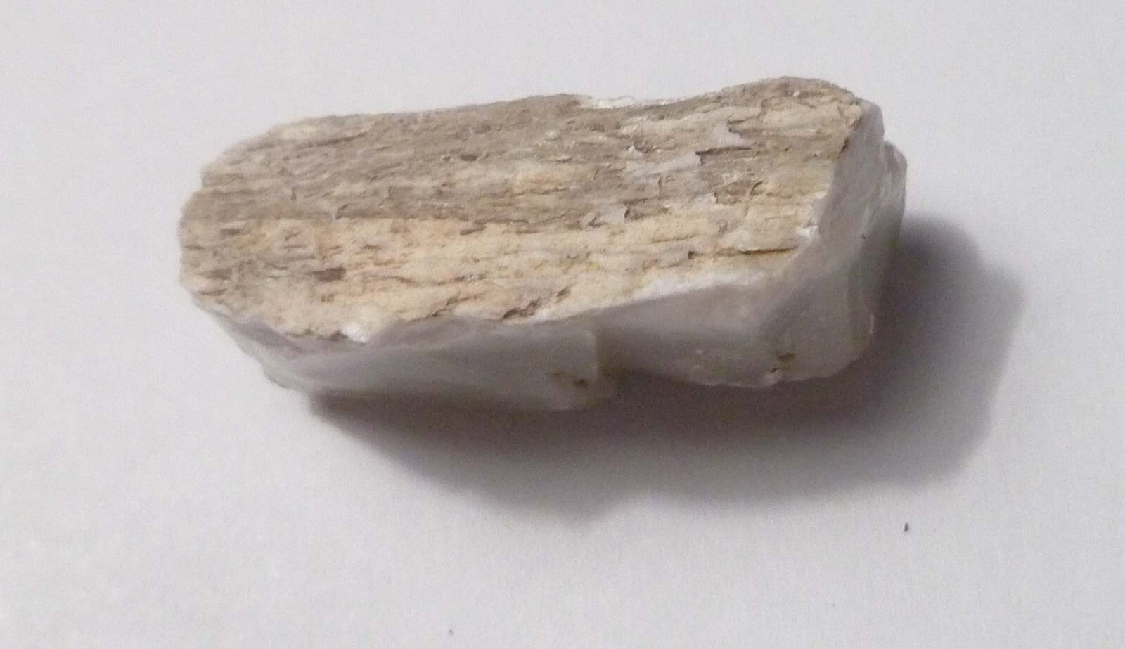 Awesome!  Virgin Valley WHITE Opal Petrified Wood Log Nevada 40 cts
