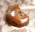 44mm Red QUALITY AMMONITE FOSSIL 100 million Years Madagascar 129.4cts
