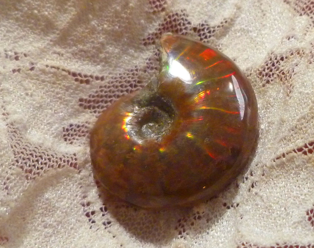 30mm Red GEM QUALITY AMMONITE FOSSIL 100 million Years Madagascar 48cts