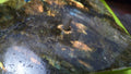 Labradorite Slab Patio Lamp  6.25" w/Wick, Oil, Funnel for Refilling