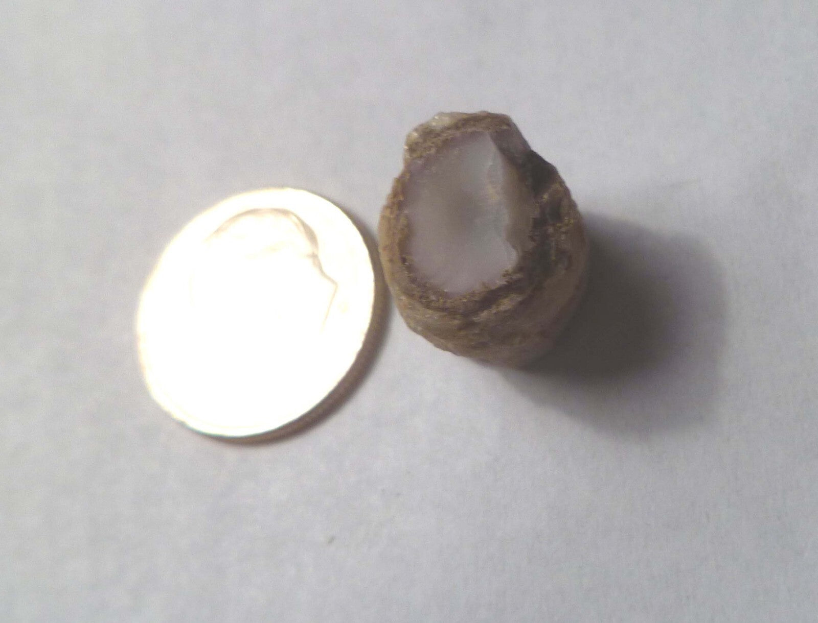 Virgin Valley WHITE PINK Opal Petrified Wood Log Nevada 10 cts