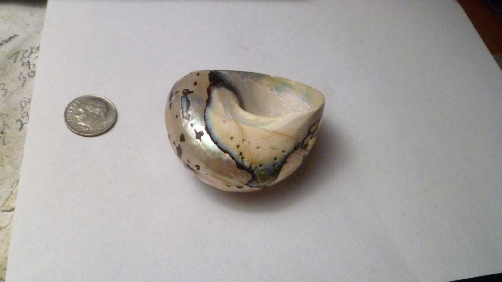 SOUTH AFRICA SARMATICUS TURBO SEA SHELL HERMIT CRAB  2 1/8" Beach decor