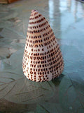 Spider Shell SEA SHELL for Jewelry Decor