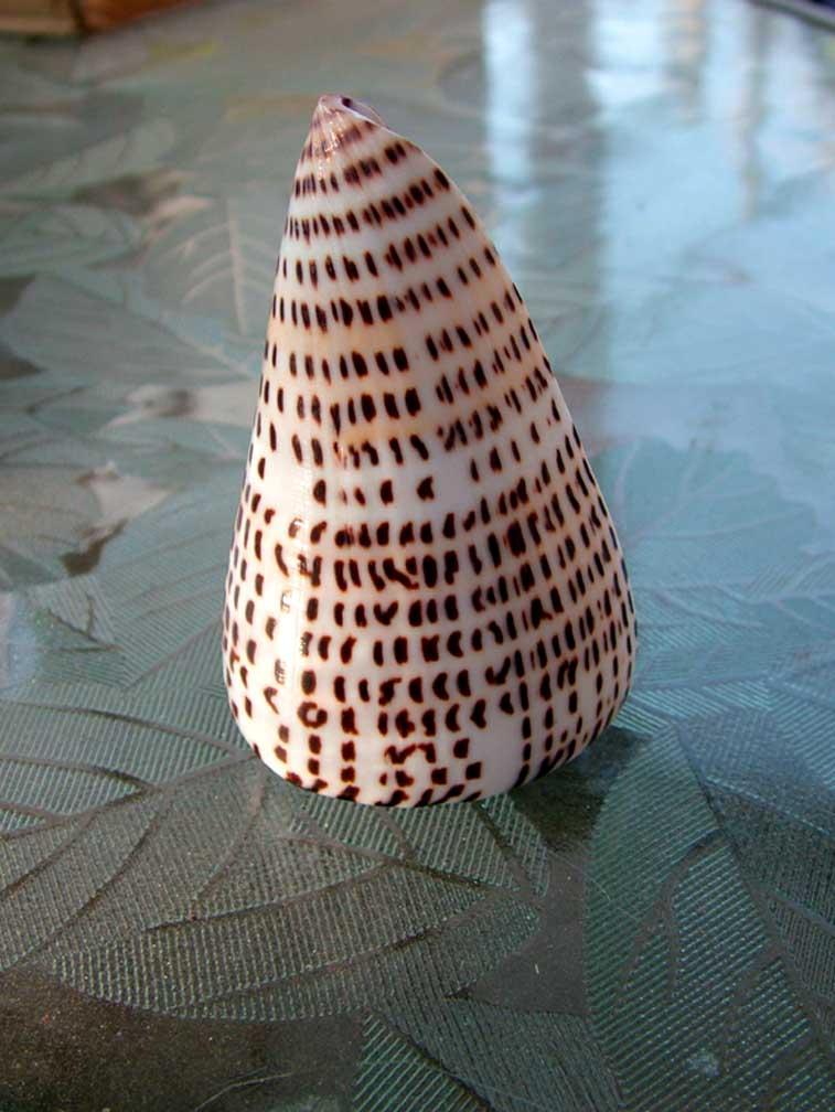 Spider Shell SEA SHELL for Jewelry Decor